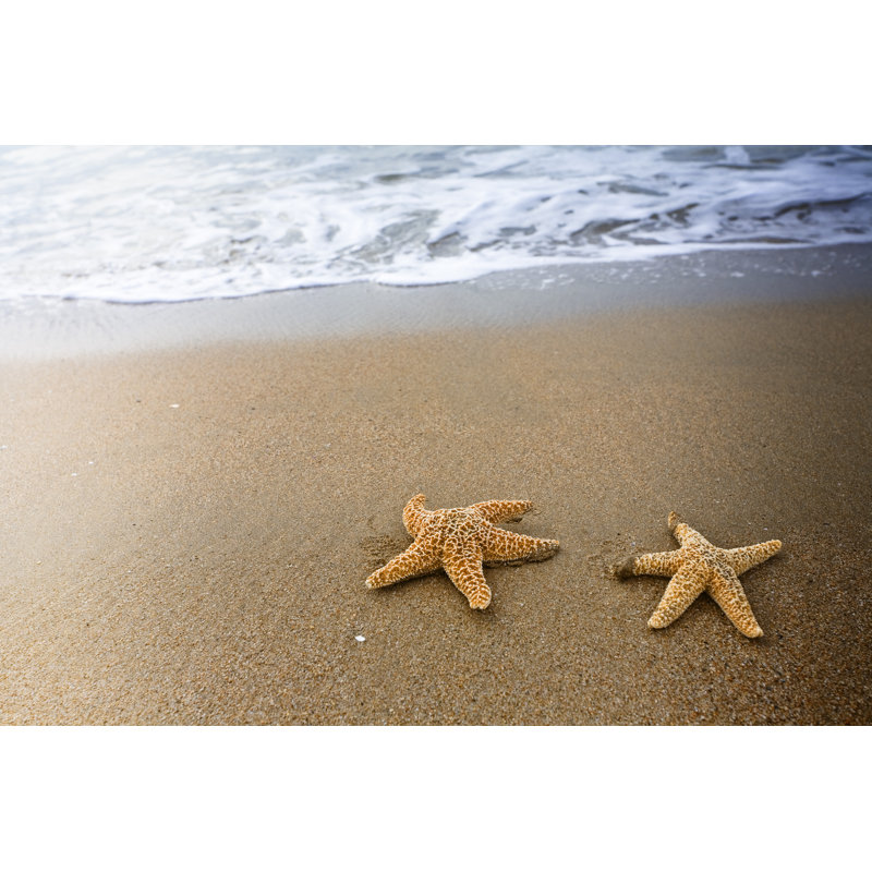 Two Starfish by Pinopic - No Frame Art Prints on Canvas, 81cm H x 122cm W