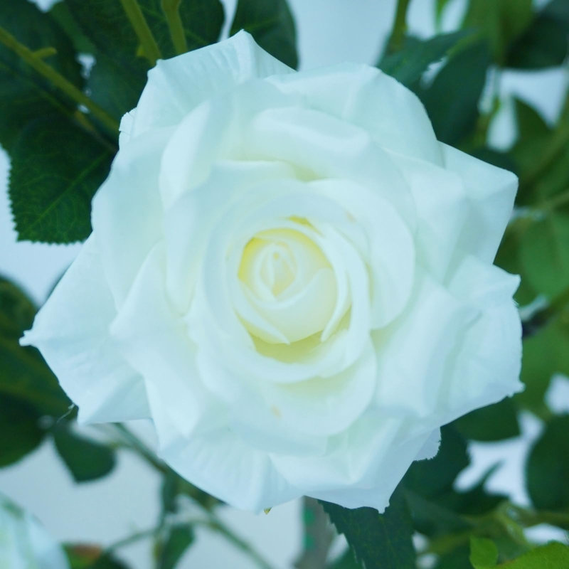 120cm Plant, White