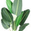 Fausse feuille de bananier en pot-701061196