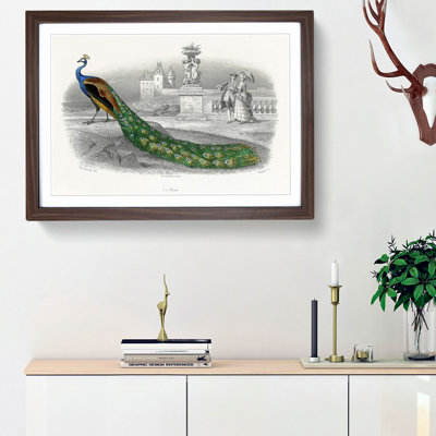 Admiring a Peacock - Framed Print