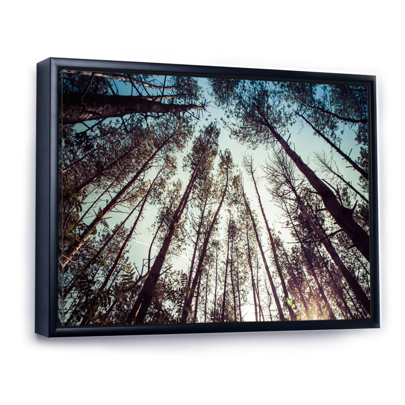 «High Forest Trees And Blue Sky», reproduction sur toile, H 16 po x l 32 po, Cadre flottant noir