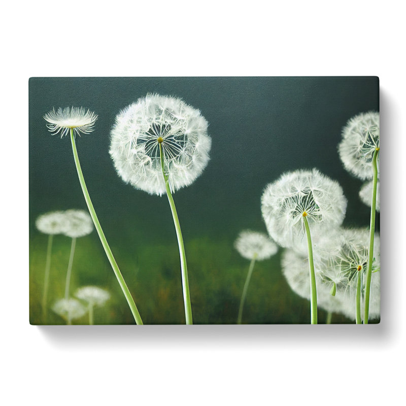 Mesmerising Dandelion Flowers - Wrapped Canvas, 50cm H x 76cm W x 3cm D