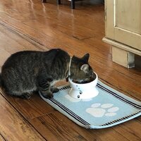 Y YHY Elevated Cat Food Elevate Feeder & Reviews