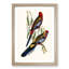 Adelaide Parakeets 1 Piece Single Picture Frame Painting-55547490-55547492