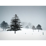 Valentines Day Snow Print by Tom Kostes