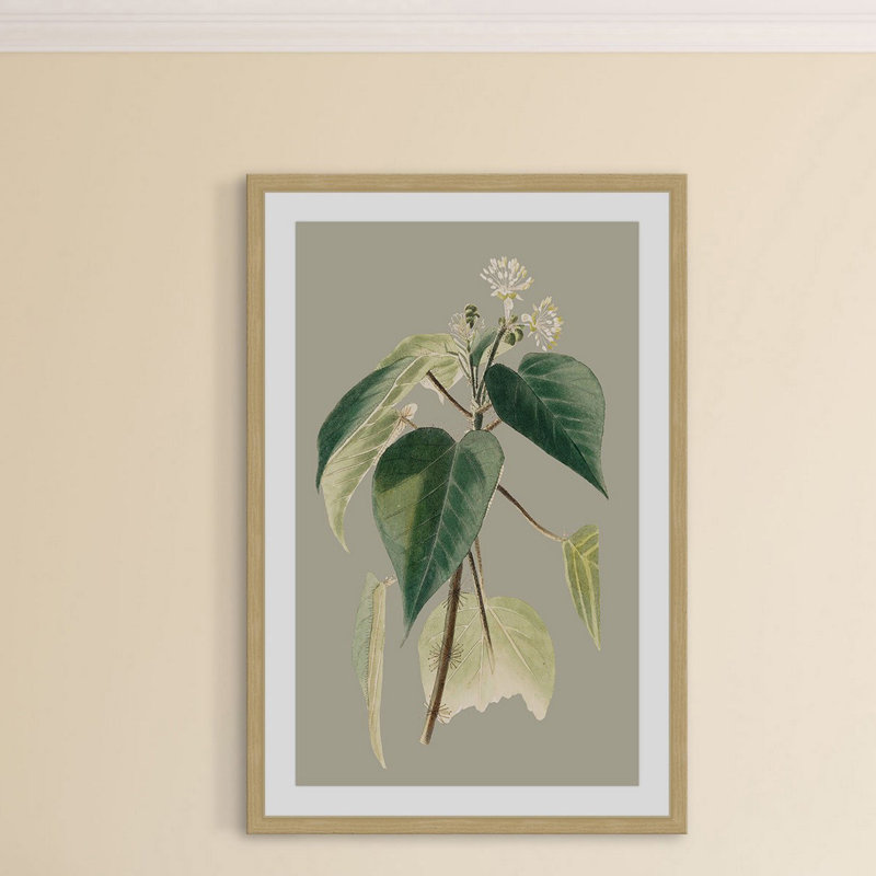 «Botanical Cabinet II», reproduction encadrée, H 30 po x l 20 po x P 1,5 po