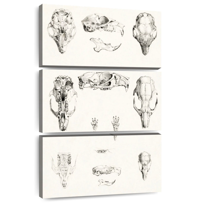 Kerner Knaagdierschedels, 74" H x 48" W