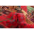 Zane Red Rug 3'7" x 5'11"