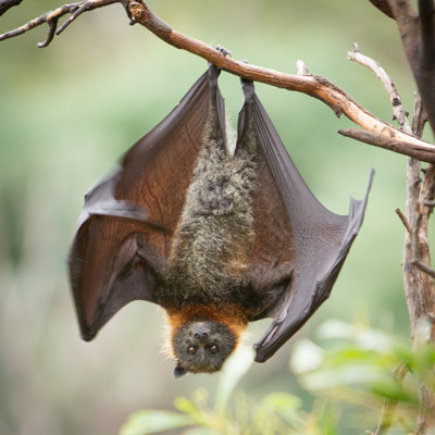 Fruit Bat by CraigRJD - Wrapped Canvas Print