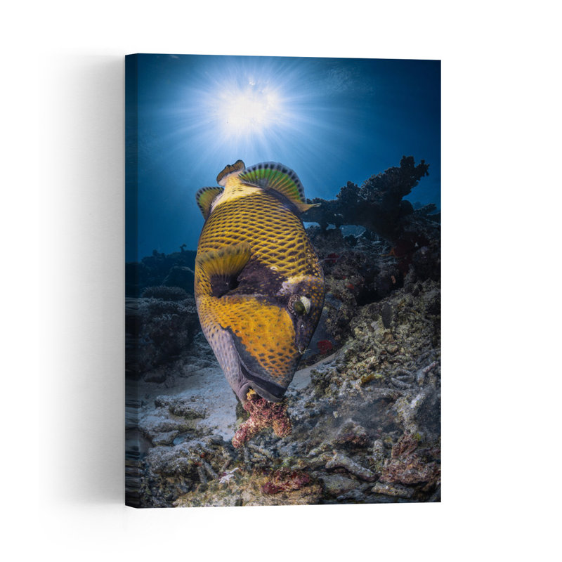 Titan Triggerfish Sunburst Colorful Vibrant Abstract Fish Nature Ocean Wall Art Print 1 Piece Wrapped Canvas Wall Art
