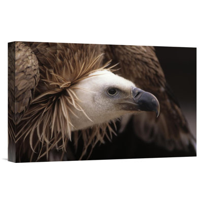 Europe " Griffon Vulture Adult Portrait "