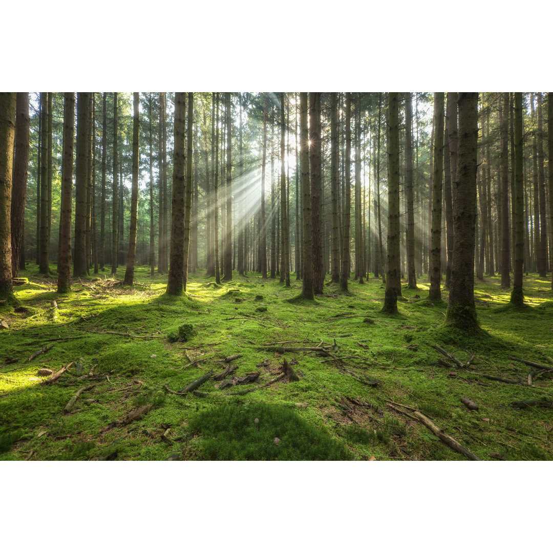 Fairy Forest von DieterMeyrl - Kunstdrucke auf Leinwand ohne Rahmen