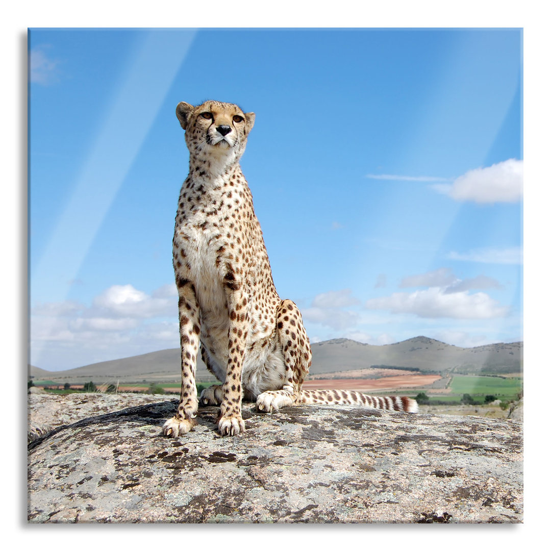 Glasbild Wachsamer Gepard