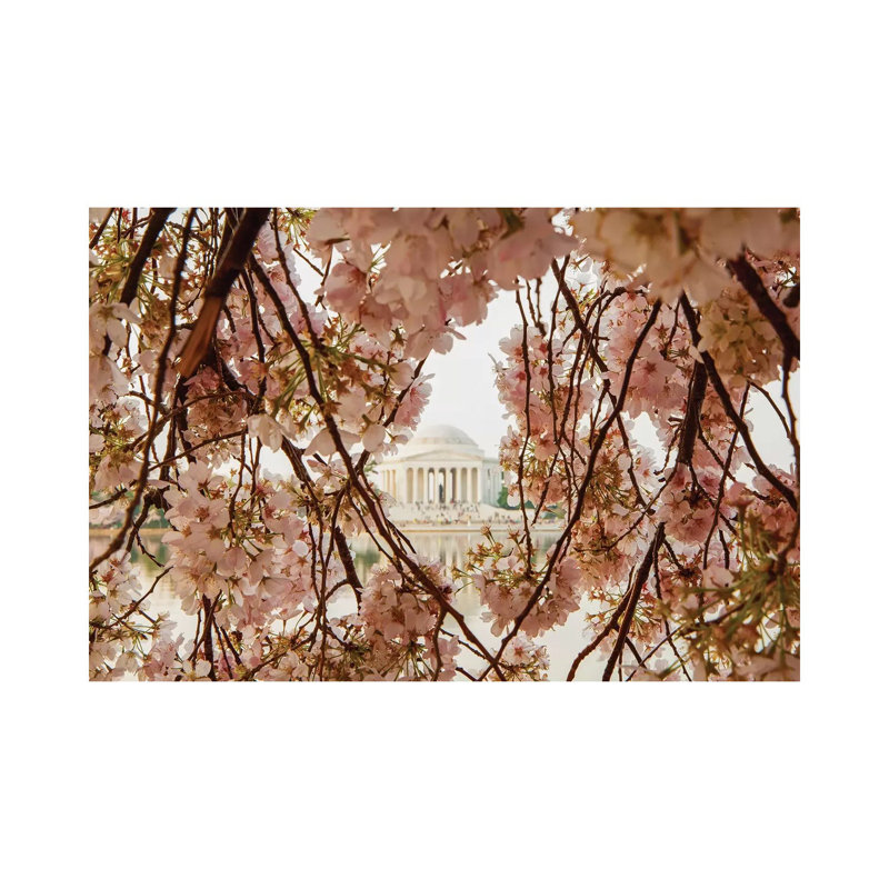 Cherry Blossom Flowers In Washington DC by Susan Schmitz - Print on Canvas, Wrapped Canvas, 20.32cm H x 30.48cm W x 1.91cm D