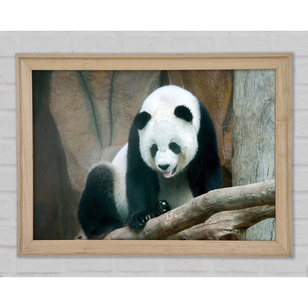 Panda Zunge Gerahmter Druck