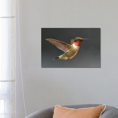 " Hummer In Flight " by Brian Wolf