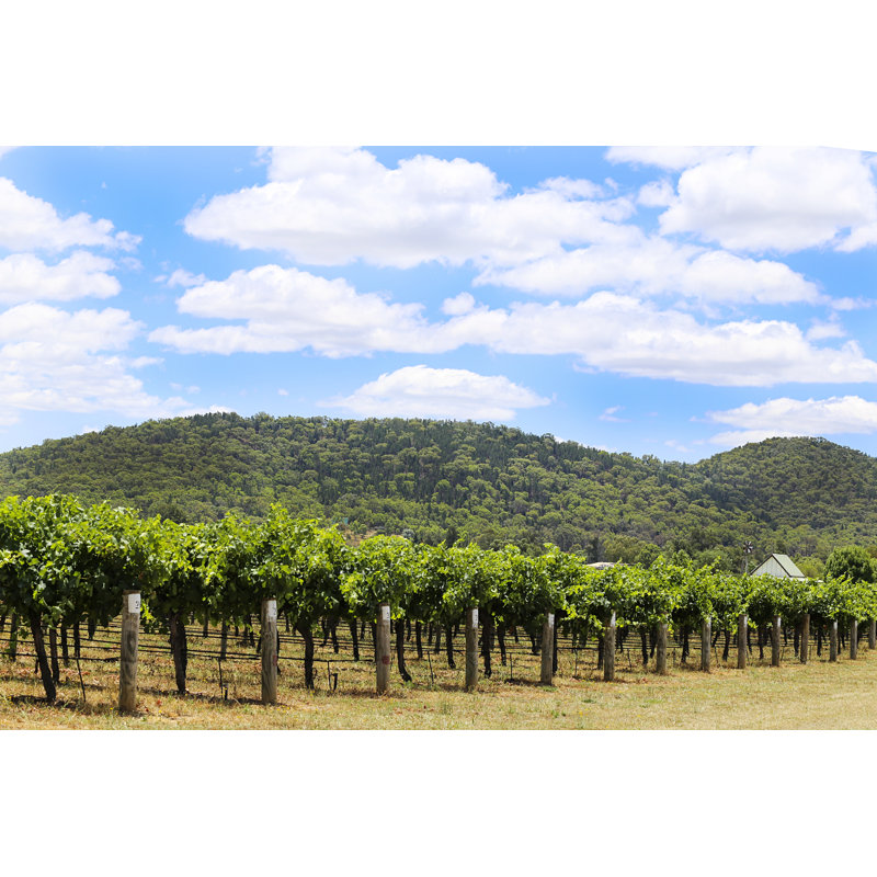 Vineyard In Mudgee by Boggy22 - Wrapped Canvas Print, 51cm H x 76cm W