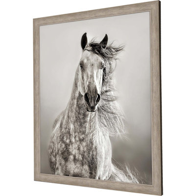 Caballo De Andaluz