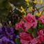 Arrangement floral mélangé dans un pot de fleurs