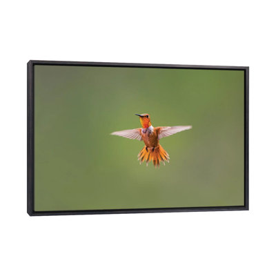 " Rufous Hummingbird " by Larry Ditto