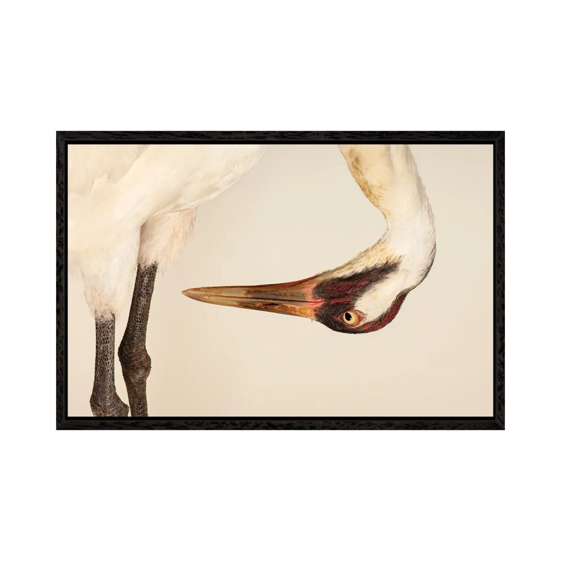 SaraThe Endangered And Federally Endangered Whooping Crane At The Audubon Center  Research Center 1 Piece Wall Art on Canvas