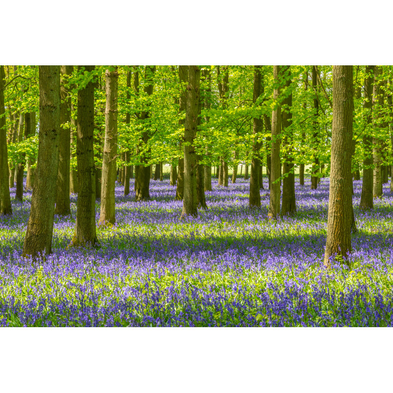 Bluebell And Beech Tree Forest by ChrisHepburn - No Frame Print on Canvas, 81cm H x 122cm W