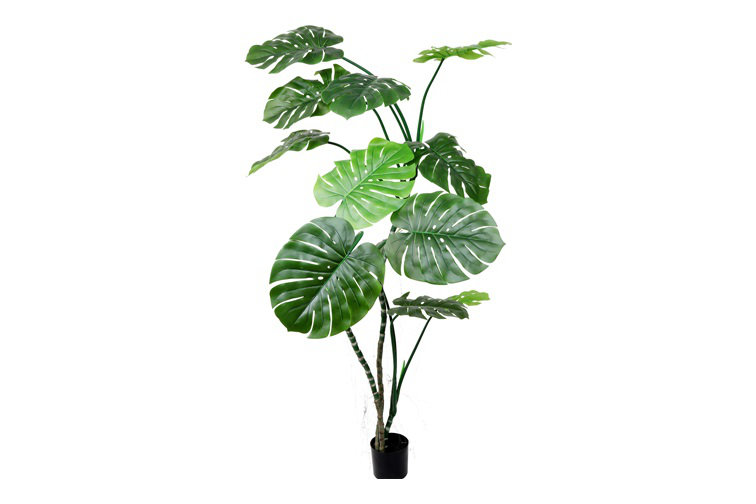 Monstera Plant, 200cm H x 170cm W x 170cm D, 42