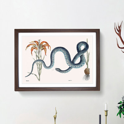 Blue Wampum Snake by Mark Catesby - Picture Frame Painting Print