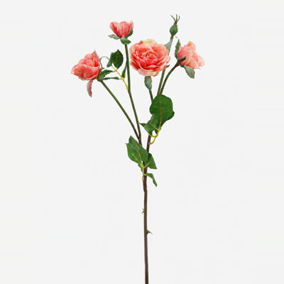 Coucher de soleil roses corail Floribunda 19 po