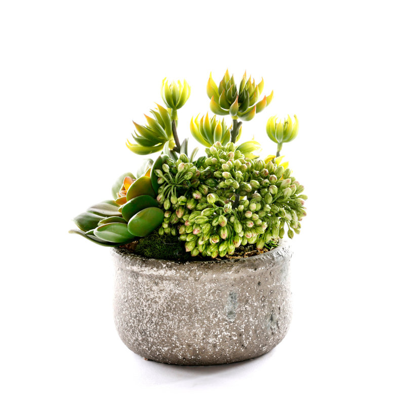 Faux Succulent Plant in Ceramic Planter