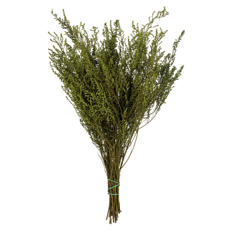 Ensemble tout naturel Stoebe, préservé 14 "à 18" Ensemble Stoebe, préservé, Vert oasis