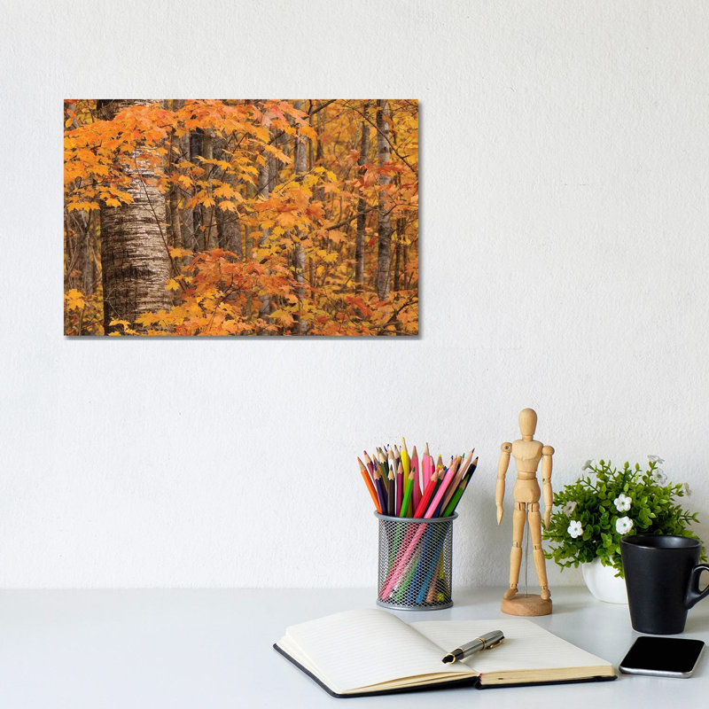 Birches And Maples by Brian Wolf - Wrapped Canvas Print, 20.32cm H x 30.48cm W x 1.91cm D