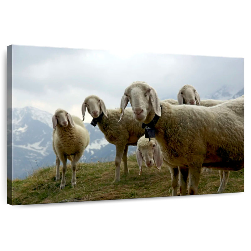 Brampt Piedmont Mountain Sheep, 16" H x 24" W