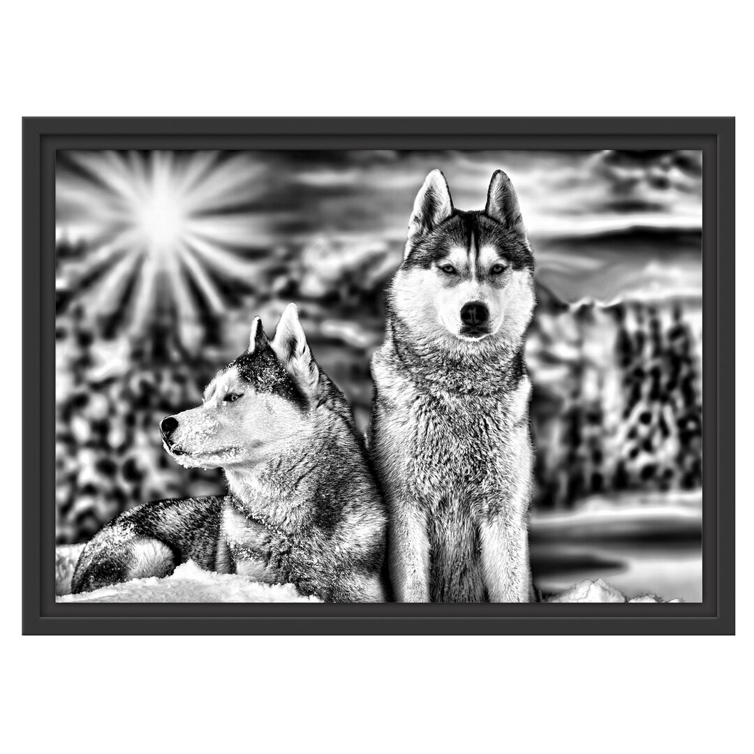 Gerahmtes Wandbild Zwei wilde Huskies