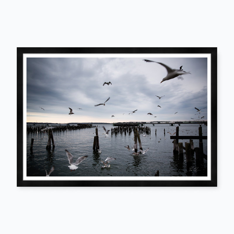 Gull Gathering - Photographie avec cadre photo