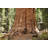 Giant Sequoia Tree by Donnichols-715085441