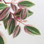 20cm Plant-1148979991