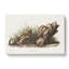 White Weasels by J.W. Audubon - Wrapped Canvas-55305305