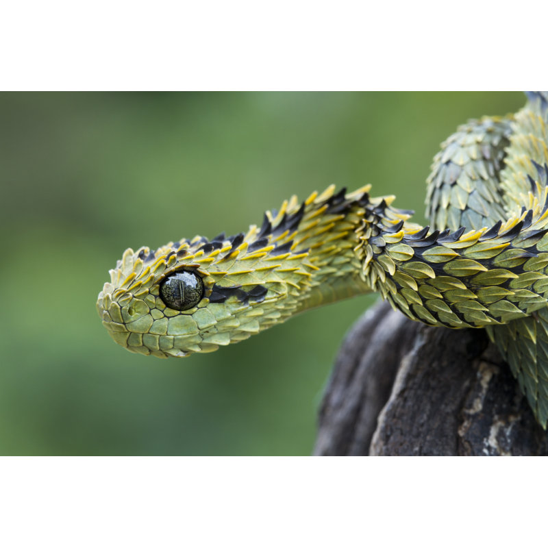 Poilu et vipère serpent par Mark Kostich, H 8 po x l 12 po
