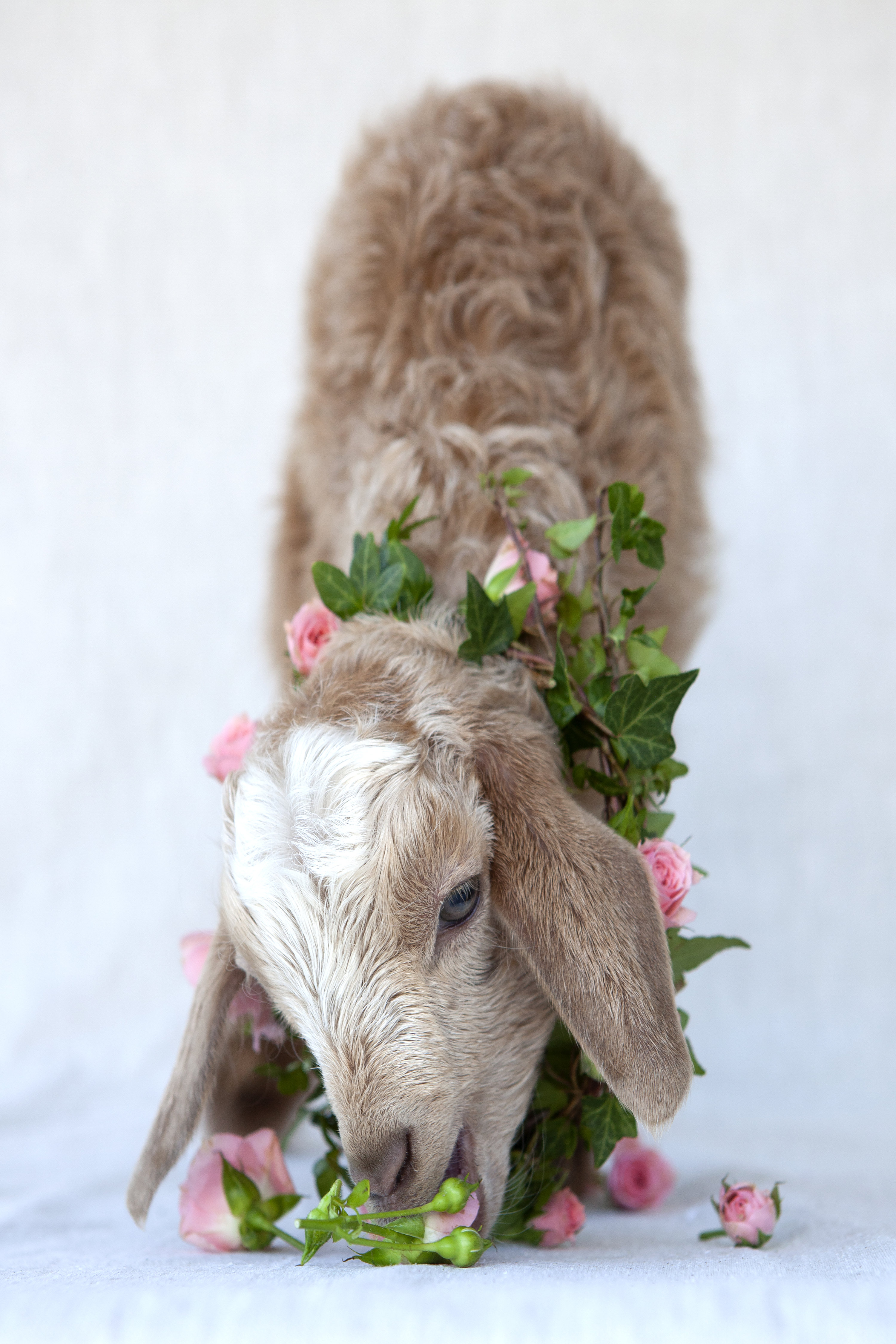 Winston Porter Friday Eating Roses by Tania Soderman | Wayfair