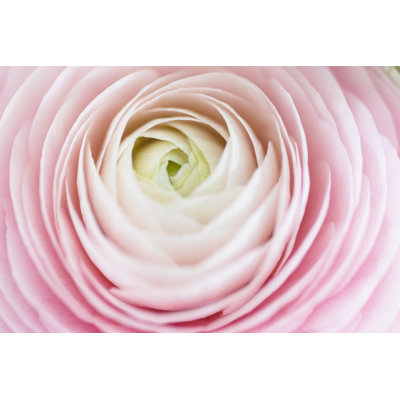 Ranunculus Close-Up by Piranka