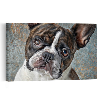 Curious French Bulldog Dog Wall Art Print