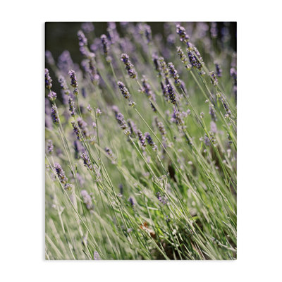 «Country Country Lilac Garden» par Justine Milton