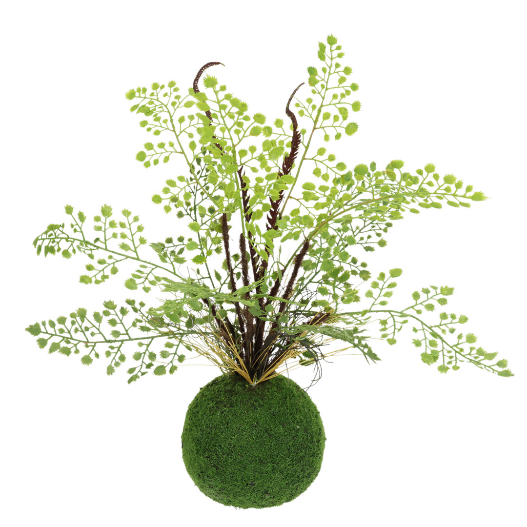 Fern Arrangement