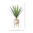 Yucca Plant in Ceramic Planter