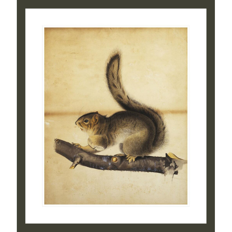Écureuil de l'Est en manteau d'hiver par John James Audubon - Impression sur toile, H 27,51 po x l 23,5 po