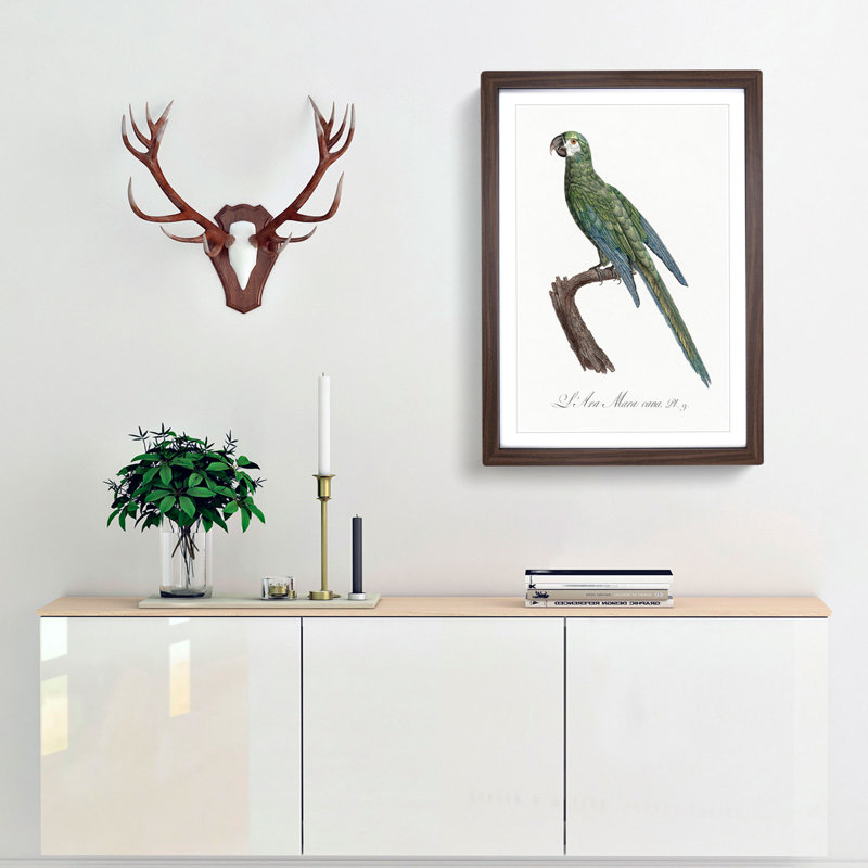 Blue Winged Macaw Parrot by F. Levaillant - Picture Frame Painting Print, 48cm H x 36cm W x 2cm D, Walnut Framed