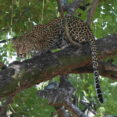 Léopard dans un arbre - peinture sur toile tendue