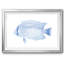 «Blue & White Tropical Fish III», reproduction d'art encadrée-425224107-425224104