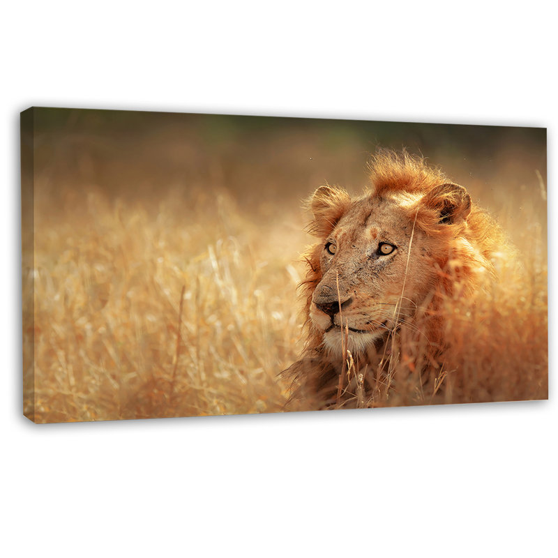 «Relaxing Lion in Grassland», reproduction de photo sur toile tendue, H 16 po x l 32 po